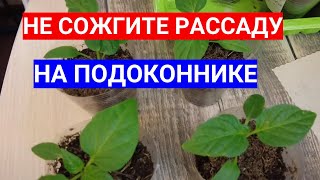 Не Потеряйте Рассаду На Подоконнике - Она Боится Солнца И Сквозняков!