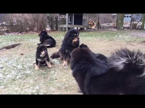 Video: Tibetansk Mastiff Hundhundras Allergivänlig, Hälsa Och Livslängd