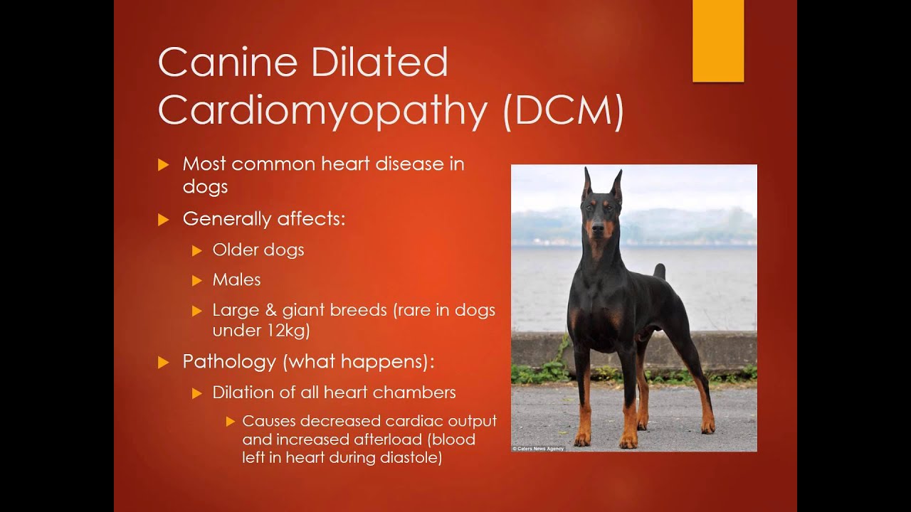 MBC Vet Tech Online Review 6.1 - Cardiovascular Diseases