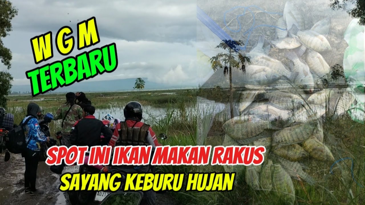 WGM Terbaru‼️ Ikan makan rakus, sayang keburu hujan ❗