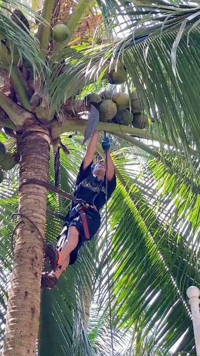 Skill Super dan Alat Luar Biasa Memanen Kelapa #memuaskan @HappyFarm85