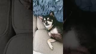 Is he cute ????? #chihuahuafanclub #funny #puppy #dog #cute #animal #chihuahua #funnypuppy #puppypic