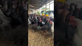 Download Lagu pengusa MP3