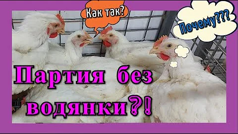 ПАРТИЯ БЕЗ ВОДЯНКИ (Асцит). В чём причина?