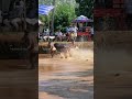 പാലക്കണ്ടി രണ്ടാം ജോഡി #cattlerace #kalapoot #shorts #pothpoott #kambala #jellykettu