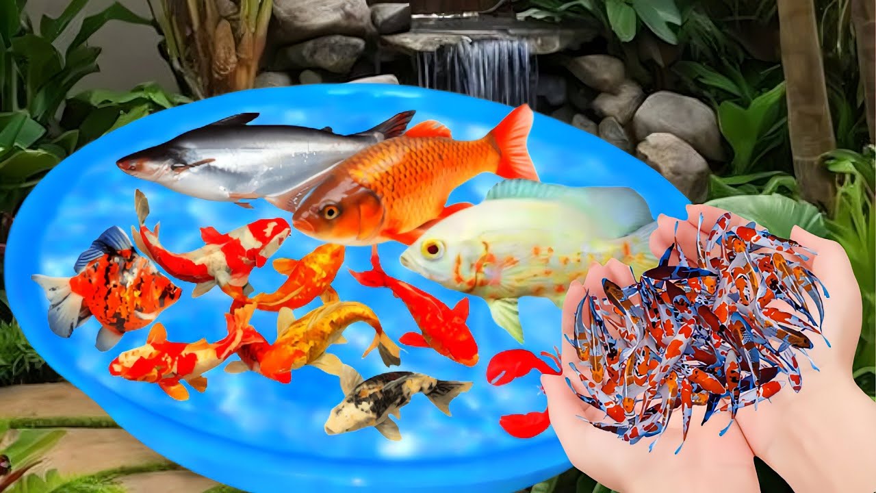 Unboxing Ikan Cupang, Ikan Koki, Bawal, Udang, Ikan Hias, Ikan GUrame, Ikan Koi, Ikan Sepat Madu,