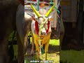 Vanakkam Da Mapla 🌏வணக்கம்  டா  மாப்ள✨.....🔥காளையின் காதலன் ✨....🤟✨👥💪#jallikattu_kaalai #jallikattu