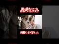 【感動】あなたは野良犬を拾いますか？？#shorts #こてもみ日記