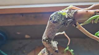 Exclusive Dying Branch On Weeping Willow? then You Better Watch This! Information