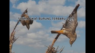 SUARA PIKAT SEGALA JENIS BURUNG 2019