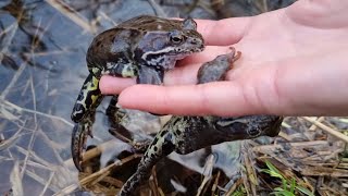 I found myself a man! And threw it into the river. The best 4 minutes of my life