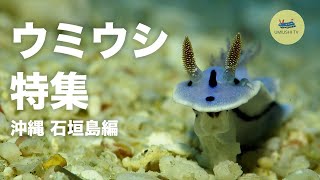 【ウミウシ特集】離島 -沖縄 石垣島編- / Sea Slugs and Nudibranchs of Ishigaki island Okinawa Japan