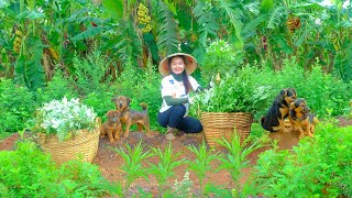 Download Lagu Harvest Mugwort After 60 Days Of Planting Goes To Market Sell, Cook Chicken Stew With Mugwort,Garden MP3 Download Lagu Harvest Mugwort After 60 Days Of Planting Goes To Market Sell, Cook Chicken Stew With Mugwort,Garden MP3
