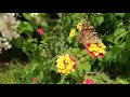 Relaxing  study  focus music  concentration music  work music  2 hours music  butterflies