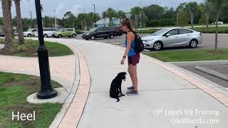 6 Month Old Labrador Mix “Koa” | Daytona Dog Trainers | Central Florida Dog Trainers