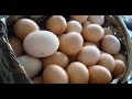 Cómo producir Huevos Ecológicos (Avicultura Ecológica) - TvAgro por Juan Gonzalo Angel