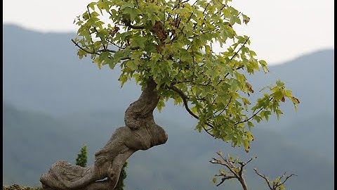 Parts Work All Stages - Yellow/Teal Moving to Turquoise - Video #8 - Spiral Dynamics/Integral