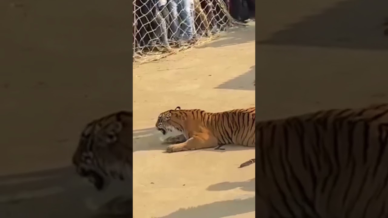 Pilibhit Tiger Reserve ki ek ghatna