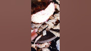 Peeling taro #shorts #youtubeshorts #subscribe #taro