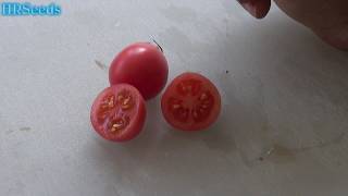 ⟹ Thai Pink Egg Tomato | Solanum lycopersicum | Tomato Review 2019