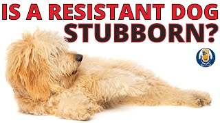 Is a Resistant Dog a Stubborn Dog? #39