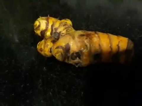 شكل الكركم والكاري الاصلي والعصفر الذي يفكر البعض ع انه نفسه الكركم