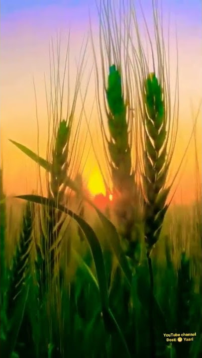Ta Ra Ra Ra Rum TaRaRumPum Song Status#youtubeshorts#shortvideo #viral