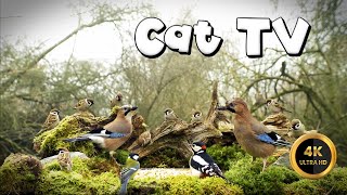 Cat TV for Cats to Watch 🐈 - FOREST BIRDIES 🐦‍⬛ (4K) by Birdies Buddies 6,708 views 1 month ago 8 hours, 16 minutes