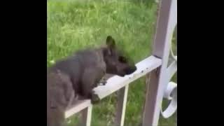#Badass #squirrel 🐿️’What me’ 😂 Vidz194