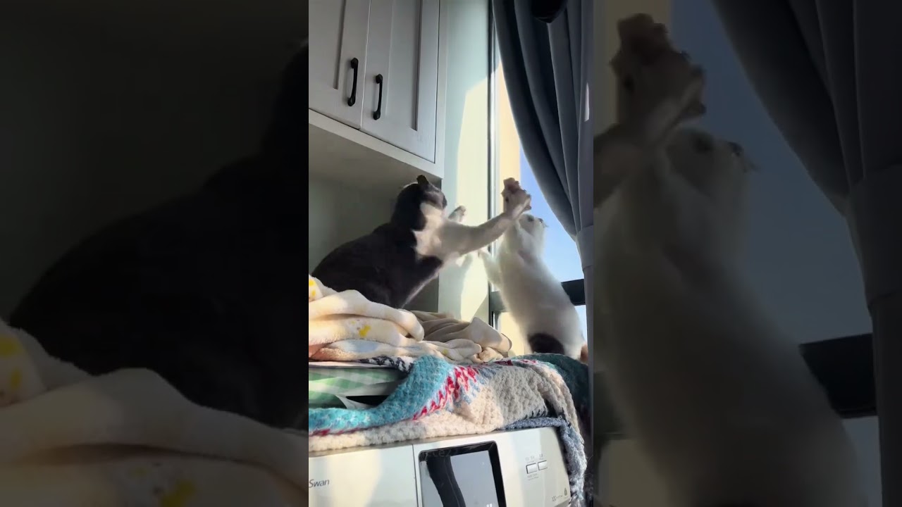 WWE: Feline Fury Edition 😾 —Match 3 