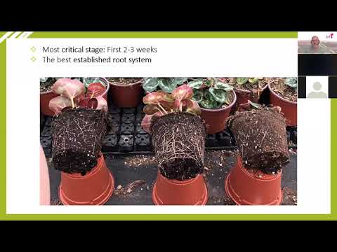 MOREL WEBINAR - Rooting