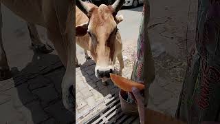 #funny #cow