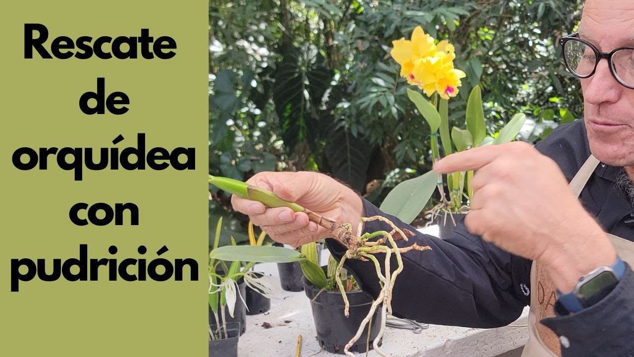 Rescate de Orquídea Podrida