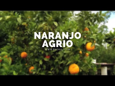 Video: Naranjas con sabor agrio - ¿Por qué mi naranja dulce sabe amarga?