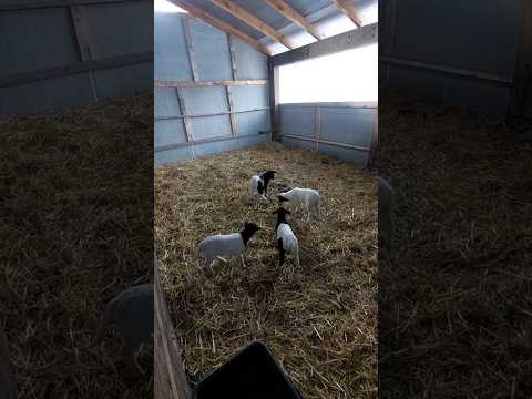 Видео: Барашкам  5 дней!  #дорпер #барашки #овцы #бараны #шебекино #ферма #деревня