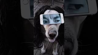Вы, дорогуша, обворожительны ! #dog #cute #shorts #няшки #fanny #смешно
