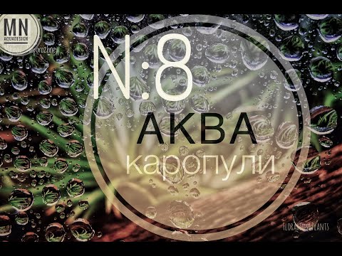 Аквариумистика. Первый аквариум.