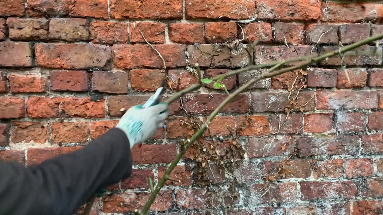 Pruning a Climbing Rose - YouTube