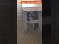 遊んで、転んで、また遊ぶ。赤ちゃん猿の無邪気な日常 monpai monyet Baby monkey #babymonkey #punch