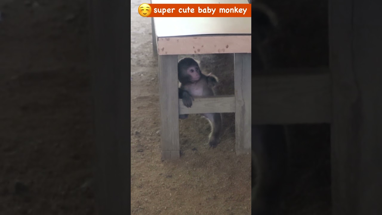 遊んで、転んで、また遊ぶ。赤ちゃん猿の無邪気な日常 monpai monyet Baby monkey #babymonkey #punch