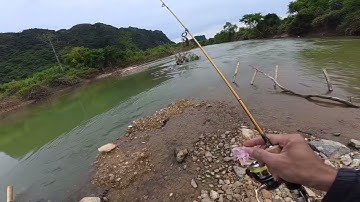 CÂU LURE CÁ MƯƠNG NGÀY RÉT 12 độ 