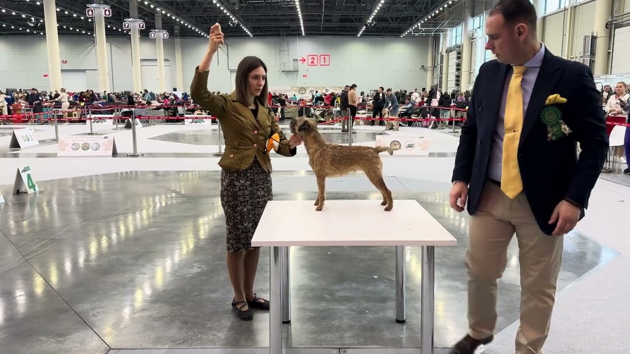 25.01.2025 Монопородная выставка ранга КЧК в каждом классе, «Памяти Л.П.Сабанеева 2025»