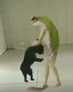 Si kodok dan si tikus goyang senyum2 sendiri gw liatnya hahahaha