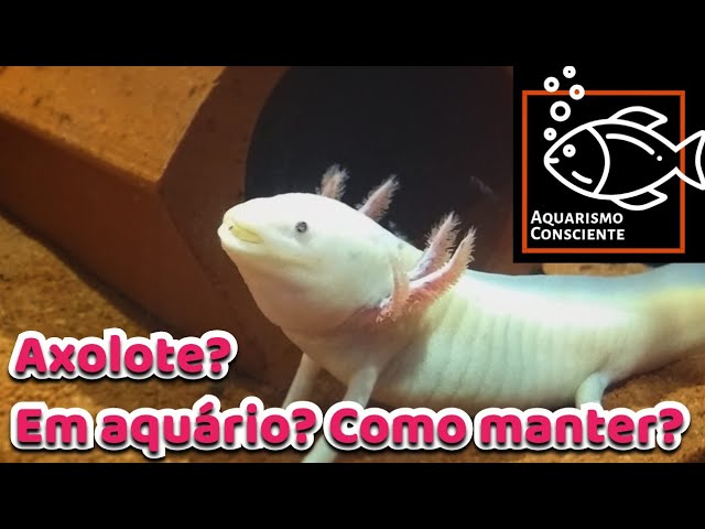 Axolotl Blanc - Ambystoma mexicanum - DNZ, Autres poissons, Poissons, Invertébrés & Co.