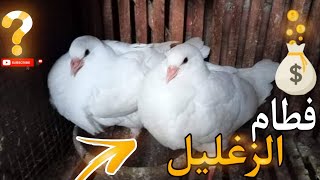 فطام زغليل الحمام|معاد الفطام وازاي نحافظ عليهم علشان ميتعبوش ??