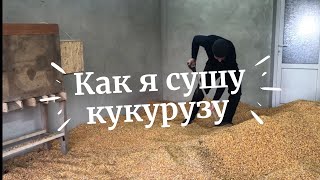 видео: Собрал кукурузу, как сушить? Сушка кукурузы без сушылки🤔 картинка: Собрал кукурузу, как сушить? Сушка кукурузы без сушылки🤔