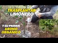 Trasplantar Limonero y su primer Abono Orgánico Para un mejor Crecimiento y Desarrollo