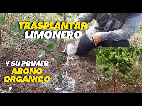 Video: Cómo trasplantar un limonero: cuál es el mejor momento para trasplantar limones