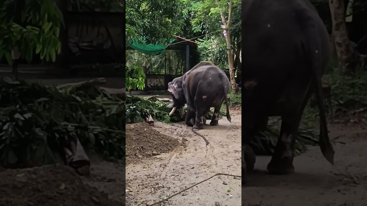 ആന പട്ടകൊമ്പിൽ കയറ്റി പൊക്കിയെടുക്കുന്നത് കണ്ടോ 😱😱😱#shortsfeed #shorts #viral #subscribe