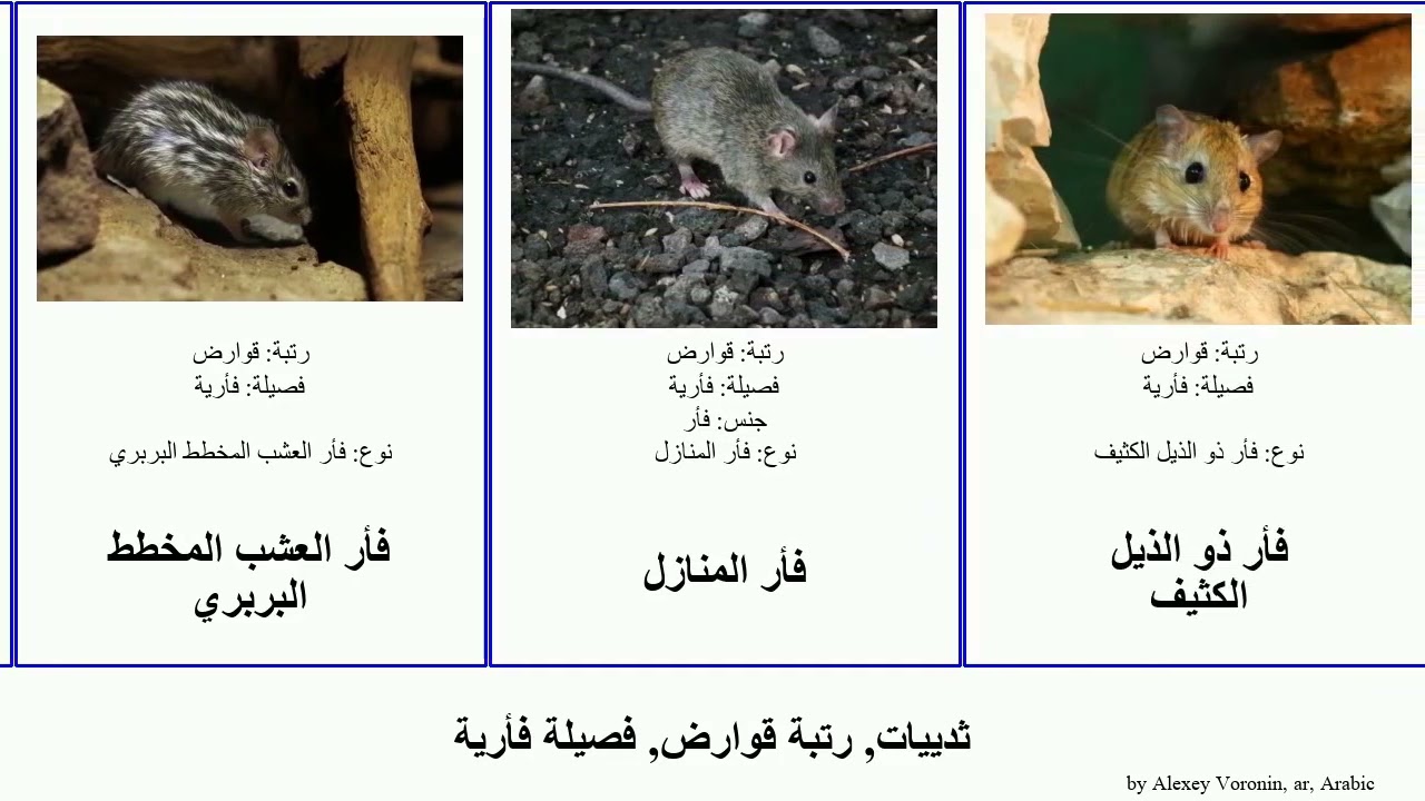 ثدييات, رتبة قوارض, فصيلة فأرية جرذ قداد عضل العشب mammal الذيل ركين جرد مصري شوكي صغير قزم الرمل